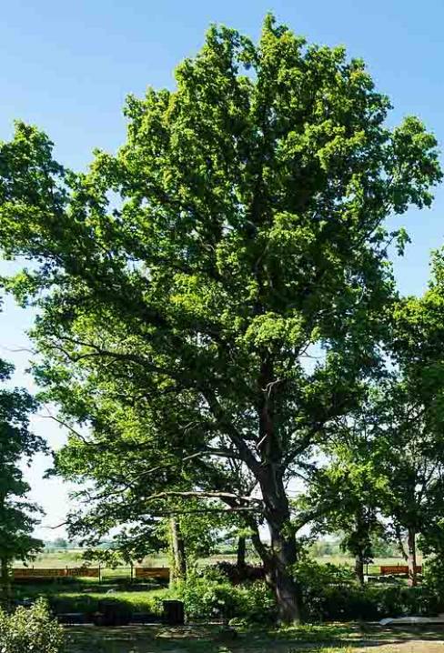 Stieleiche Quercus robur